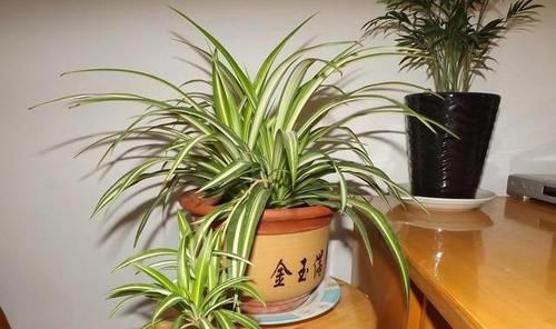  『富贵竹』这2种花真的很“可爱”，能吃能用净化空气，给家人多个健康保障