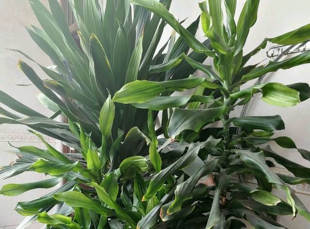 【观叶】观叶植物也门铁你知道多少也门铁怎么扦插繁殖讲讲土培和水培