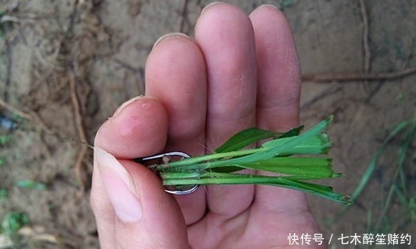 全浮草窝|夏钓草鱼必杀技巧:巧妙布草窝,轻松钓获大草鱼!