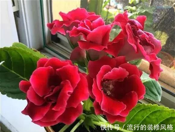  落雪泥|最漂亮的盆栽花，一年到头开花不断，好看又好养 ？