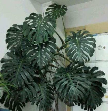  「甲醛」这“3种”绿植可以长到2米高，客厅养1盆，不仅威武还能吸甲醛！