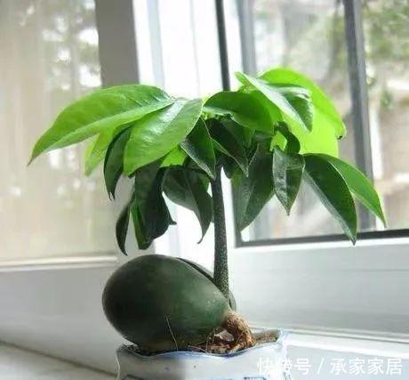 『家中』家中必养的3种观叶植物,招财纳福好运来,你家有几种?