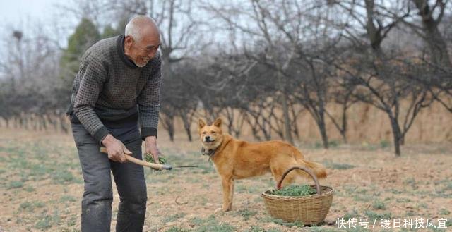  【补贴】粮食补贴标准“两提高、三不发”，农民要注意别吃亏