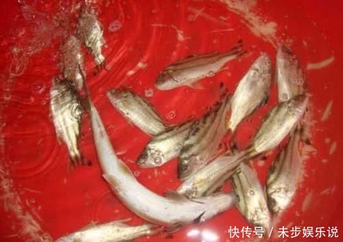  「黑色」这鱼沿海地区叫它“花身鸡鱼”体侧有3条成弓状的黑色纵带