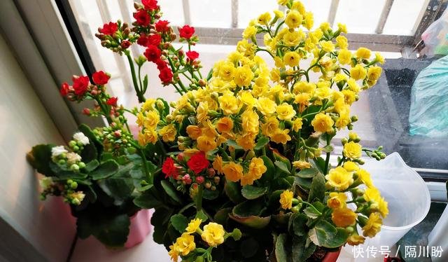  花盆@方便袋别乱扔，套在花盆上，保温保湿用处大，花苞叽里咕噜挤满盆