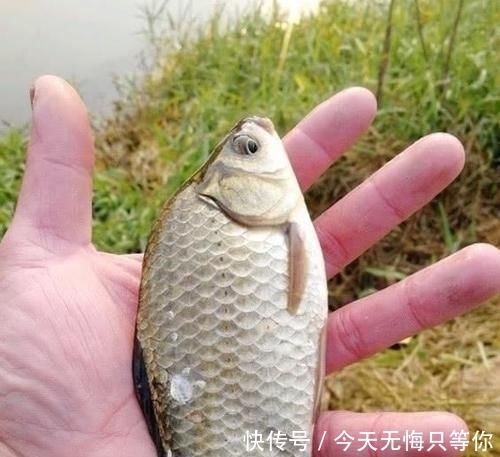 空军■春季钓鱼有“3个关键”, 掌握后鱼儿会抢着进窝,想空军都难