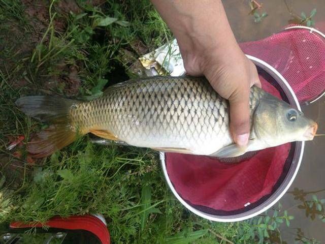  [感觉]水库钓鲫鱼，没想到被各种大鱼闹窝，正好让我过了一次手瘾