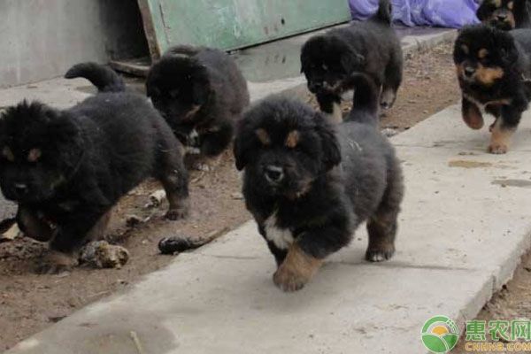  [农村养殖]农村养什么狗挣钱？2020年肉狗养殖挣钱吗？