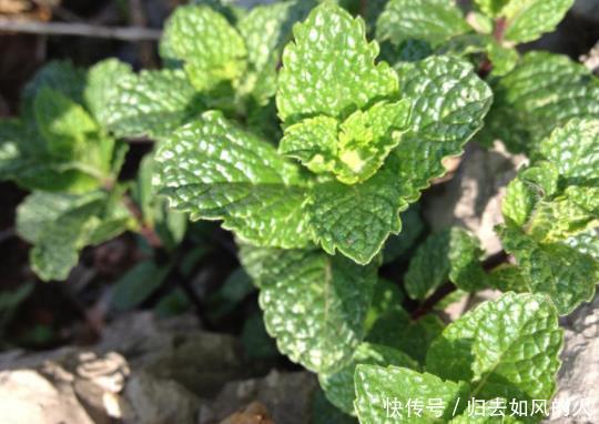 农村一种野草，泡茶喝清热解暑，嚼2片叶子可祛口臭