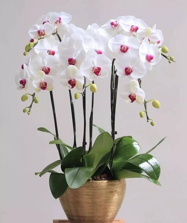  『天使』喜欢白色？这五种“洁白花”不可错过，美如雪中天使
