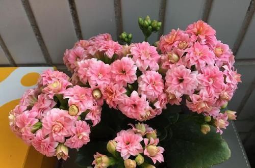 『很快』这花很好养,叶片枝条沾土生根,1盆很快变10盆,一开就是大半年