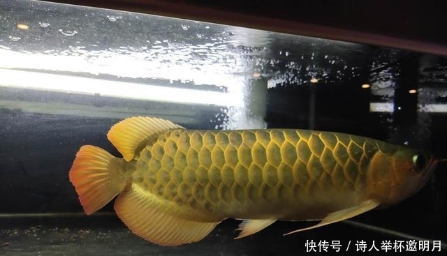  「立刻」想要养成良好的饲养观赏鱼习惯？换个想法立刻做到