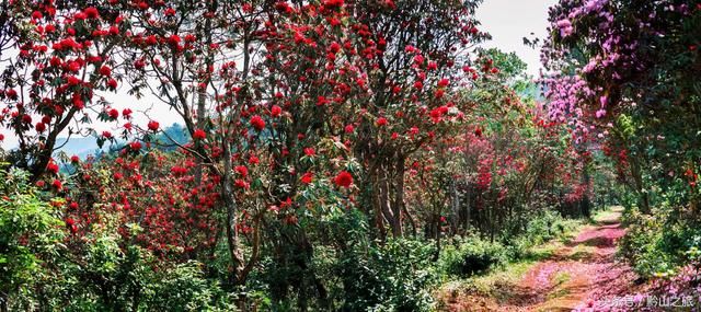 三月和四月,正是赏花季节:推荐贵州6个绝佳的杜鹃花观赏地