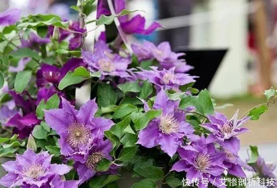  「种花」“5种花”一养就爆盆，沾土就活，浇水就疯长，人见人爱！