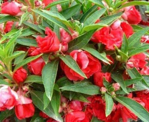  「适合」3种花适合新手养，迷人的花朵，开满整个花盆，快养起来吧