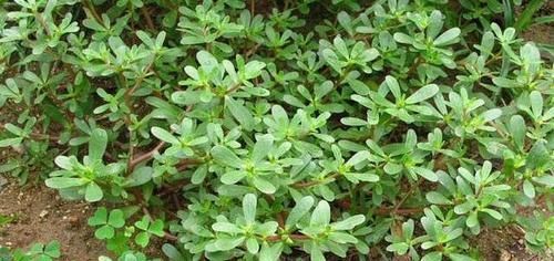  【充足】这“3种”植物，别嫌它“丑”，家里养1盆，能省不少“医药费”