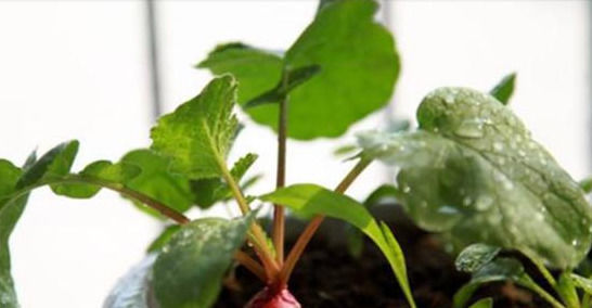  蔬菜|花卉养多了就种棵蔬菜吧，这种小番茄挂果多，而且非常好养护