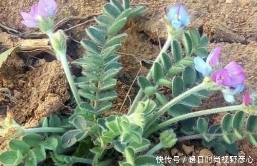 『不少』山坡下,有1种珍贵的“杂草”,人称“少华米口袋”,请爱护它!