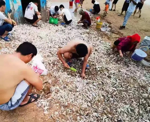 台风过后的青岛海边，捡海蛎子的市民一麻袋一麻袋的往家运