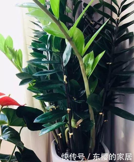  「只需要剪下」亲戚朋友家见到3种植物，剪些叶子带回家，插到土里就能活