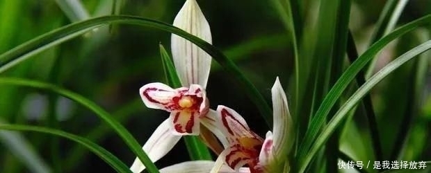  「黄花独蒜兰」正在消失的美丽：稀有兰花