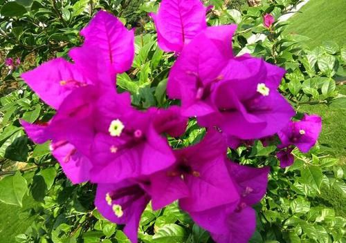  【叶子花】光叶子花，别名三角梅，花紫色或洋红色