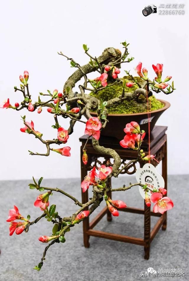 把温江盆景卖到欧洲去