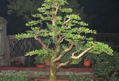 「寓意」1种“盆景”,有长寿、吉祥的寓意,适合客厅养,比啥花都强