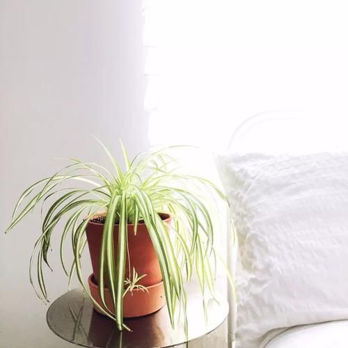  【摆放】卧室里摆放这7种植物，可舒缓心情，帮助更好入眠