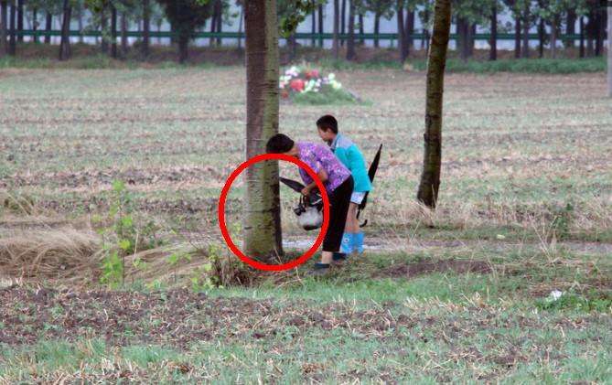 农村雨后收稀罕物，100元一斤，含有丰富的营养物质