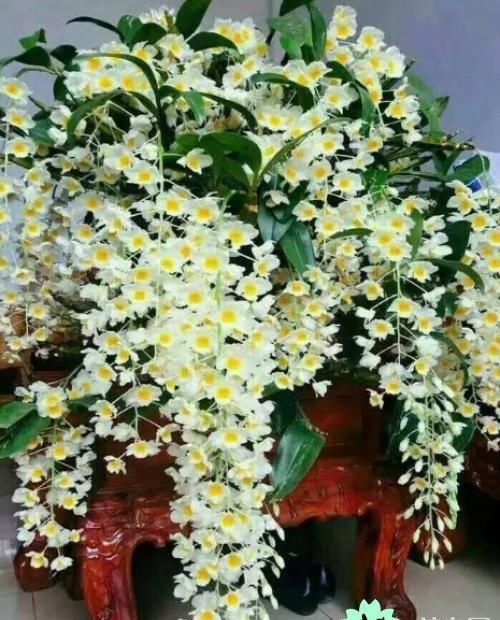  [石斛]养石斛，做好5点很轻松，从不黄叶烂根，比兰花更美，是养生佳品