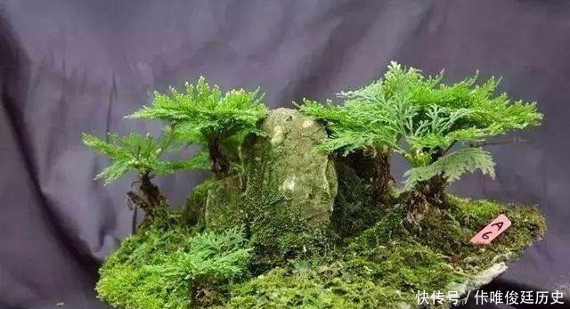  【花盆】农村1种野草像“云竹”，一分钱不花，捡回家做“盆景”高颜值