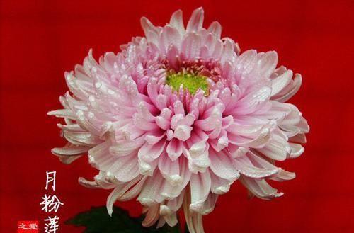  #家里#这款小花养在家里，漂亮的像假花，遇土即活，一年四季开花如春