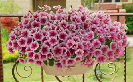  #开爆#让“矮牵牛”花开爆盆，学会“3个关键点”，1棵开花300朵，美！