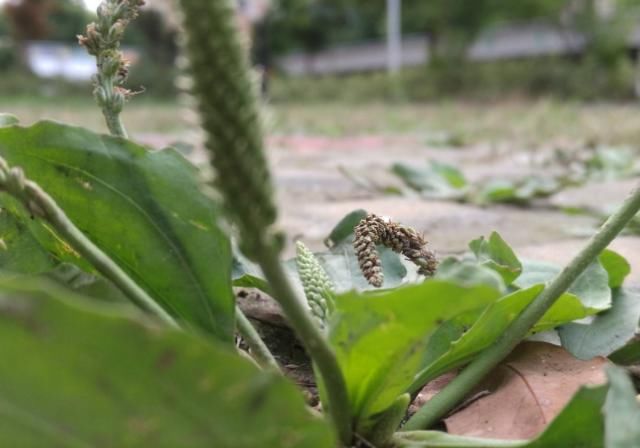  「妇科病」妇科病反复？日常生活多吃4物，消肿抗菌，发炎也许渐渐地杜绝