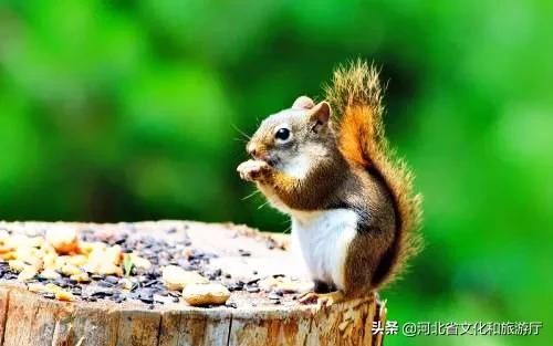  [春天]王母山春日美景图，每一帧都好看！