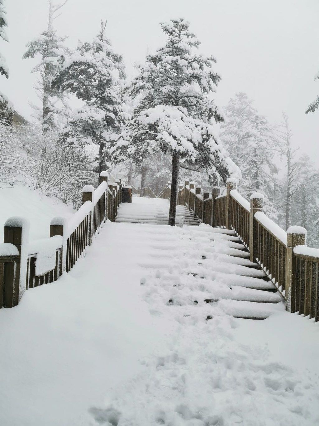  【游客】西岭雪山突降大雪，冬景再现 还有19.9元的门票可以拿！