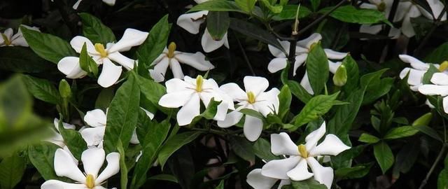  「栀子花」栀子花怎么养才会茂盛