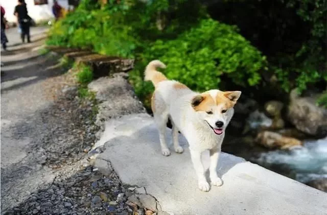 这块藏于皖南深山之中少有人知地方,是现实中的桃源胜地【2020热门旅游景点】