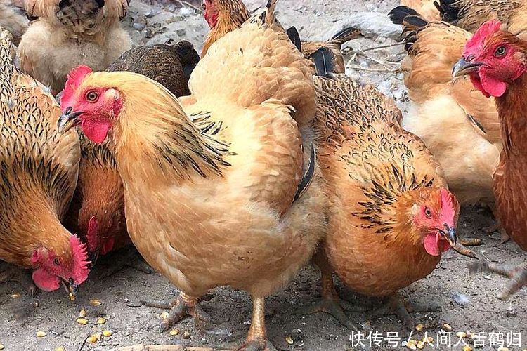  「鸡舍」农村一种家禽，曾经不被重视，现一斤20元，农民年收入5