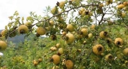  「第一次」农民说它是“维生素C之王”，集市上卖20块一斤，我是