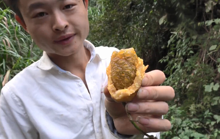 农村小伙到野外山上爬树，就为了采摘这种野果，你吃过没