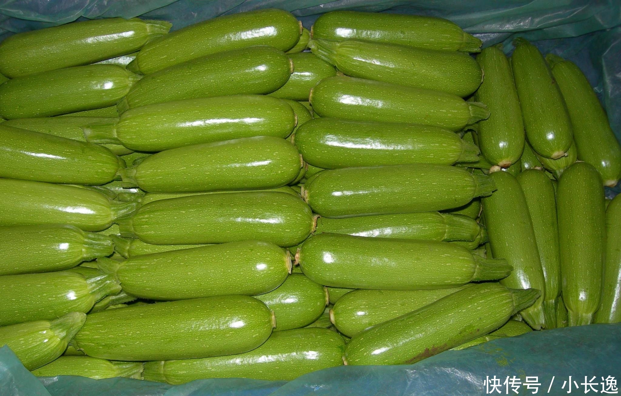  欧洲■100年前当稀奇从欧洲引进，因产量太高被嫌弃，农民不愿意