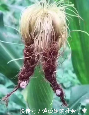 父亲带女儿回农村掰玉米，半晌没动静，回头看去直夸女儿有才