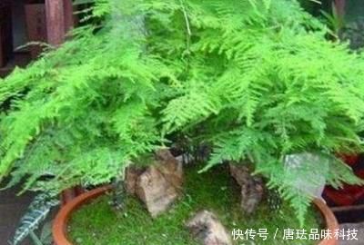 『光照』文竹不长新枝怎么办