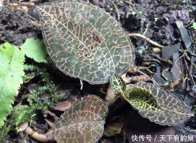 野草|在竹林,有1种野草开出“红花”,被称为“重楼”,1公斤上千元!