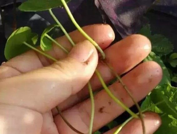  『赏心悦目』盆栽铜钱草这样养，叶子肥又大，绿油油的让人赏心悦目！