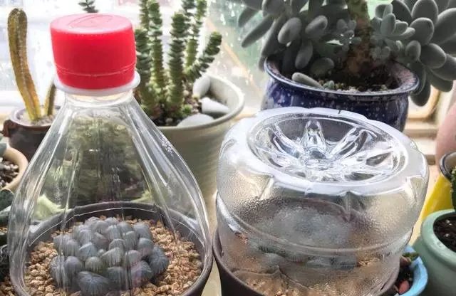  『品种』夏天养玉露，可“闷”，不可“晒”，小心晒成“屎色”，大打折扣