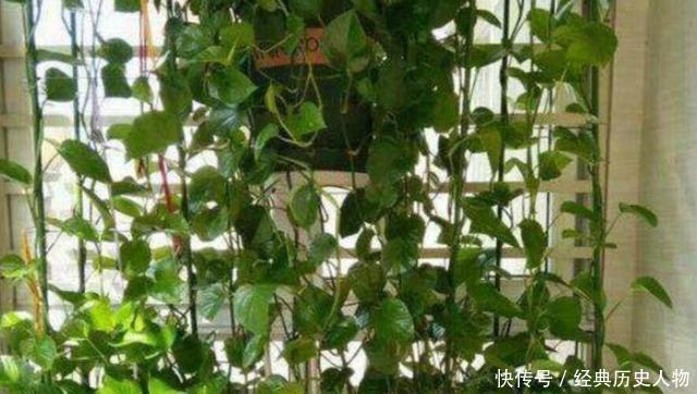 办公室@办公室养绿萝如何长爆盆3个小方法,新枝嫩叶疯长挡不住