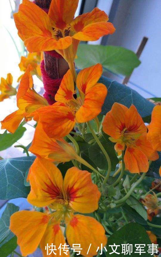  想养■想养棵不浇水都开爆的花？那非旱金莲莫属，适合总忘浇水的你